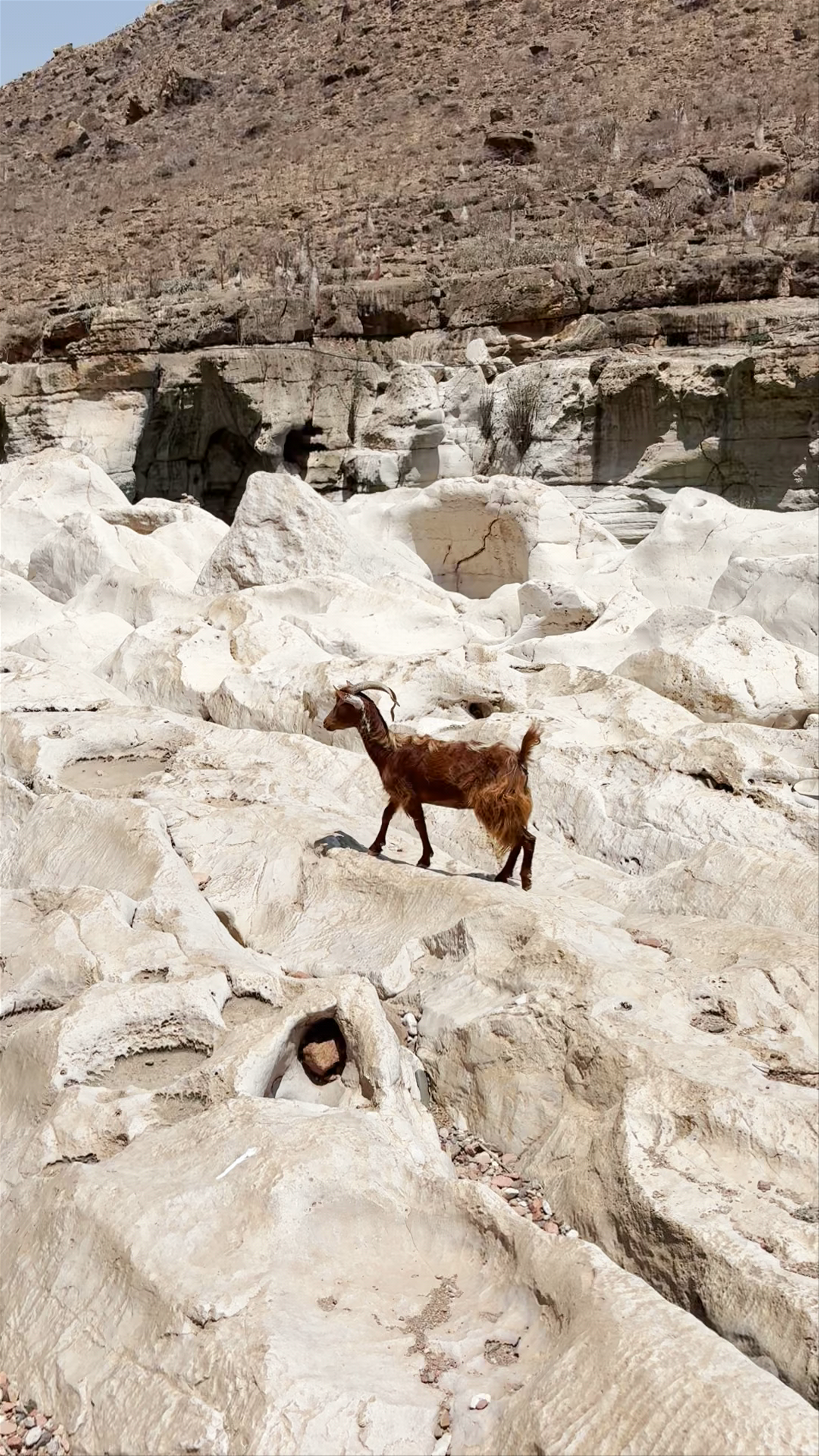 كالسيان كانيون Kalysan Canyon، Kalleesa