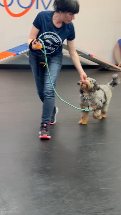 Zoom Room Dog Training - Puppy learning lure and leash skills - Pet Training Near Me - Long Beach, California