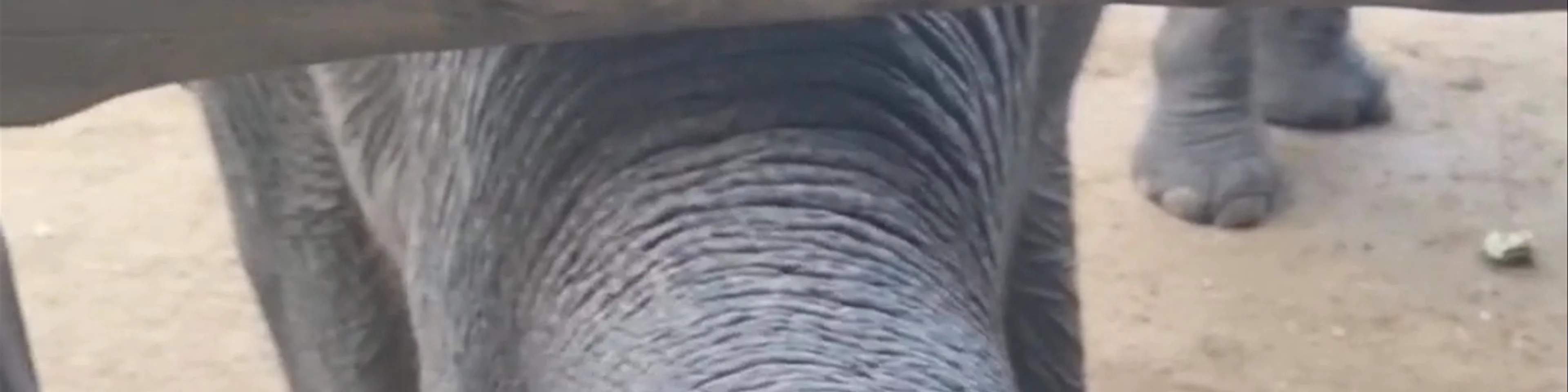 ElephantsWorld