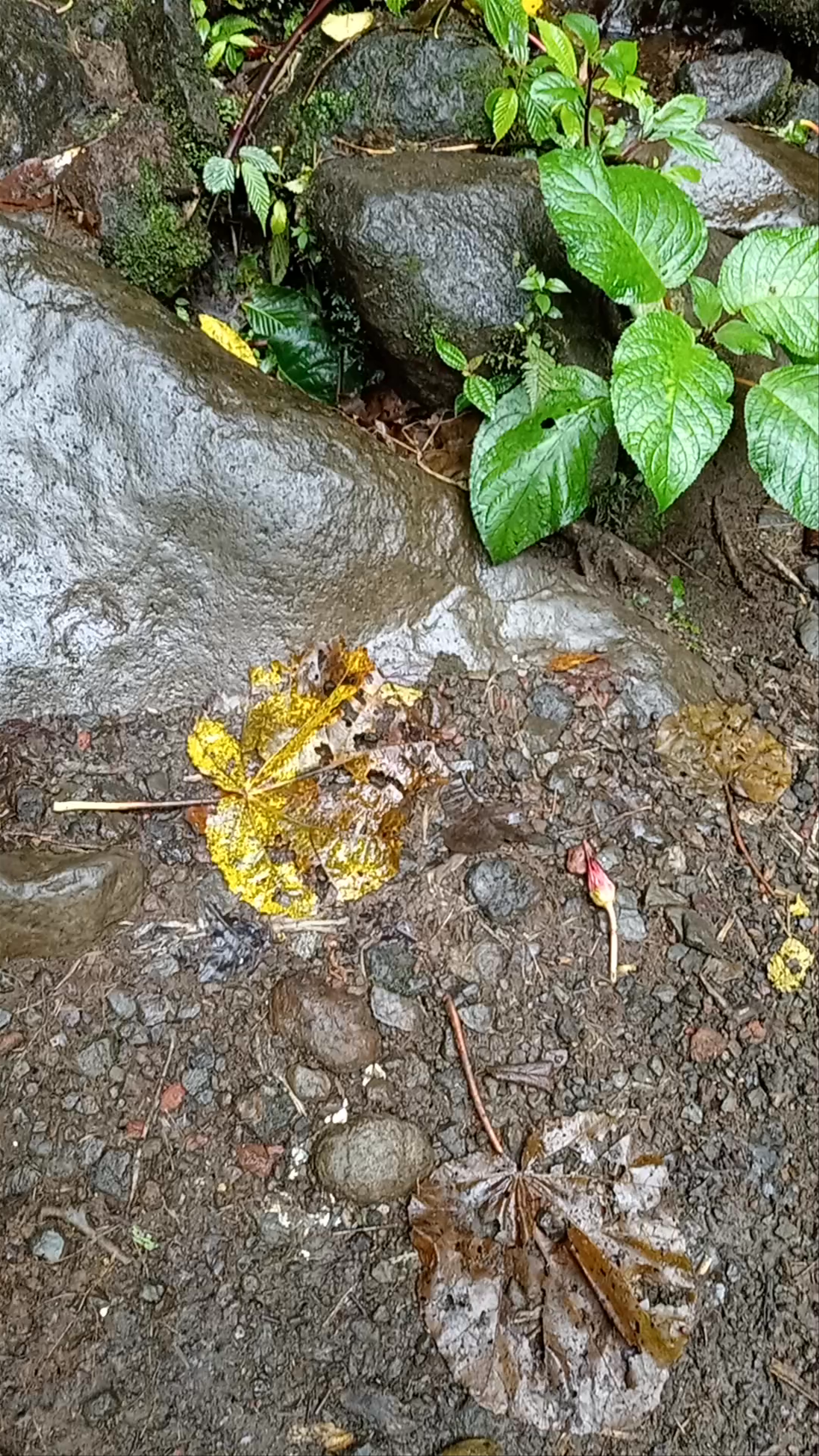 Cataratas Finca Dos Ríos