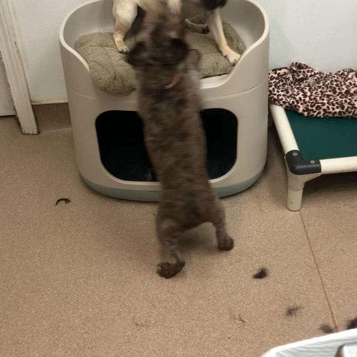 R C Kennels - Greatest job ever, watching puppies play is awesome - Pet Groomers Near Me - Junction City, Kansas