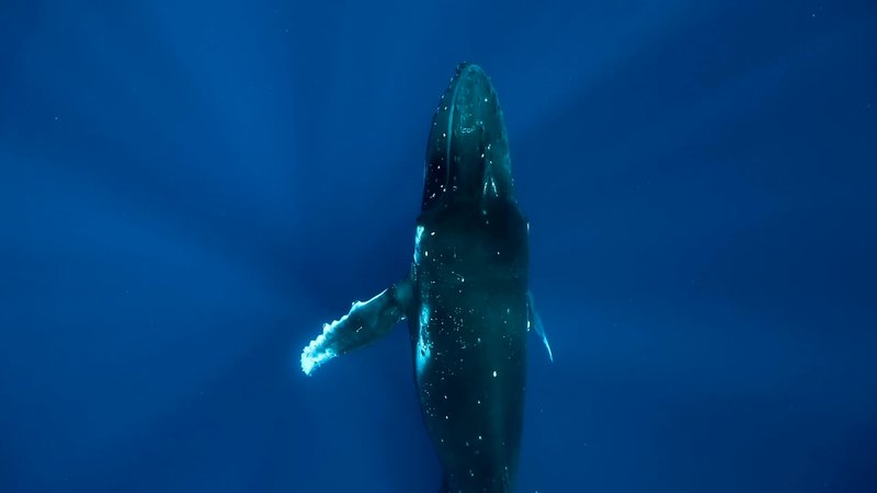 Humpback Whale Calf poster