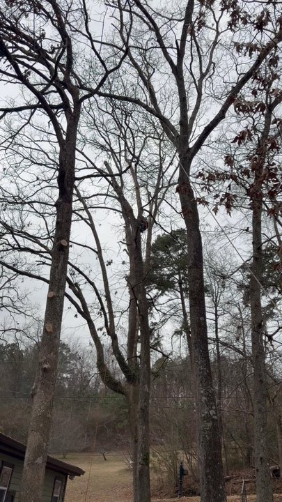 K&C Tree Service - Tree Services Near Me
