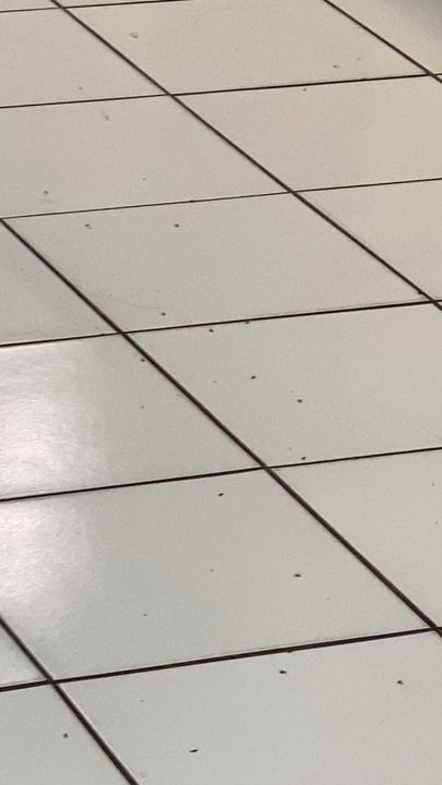Super Wash & Dry - Bug infestation in August 2025 - Laundry Services Near Me - Brea, California