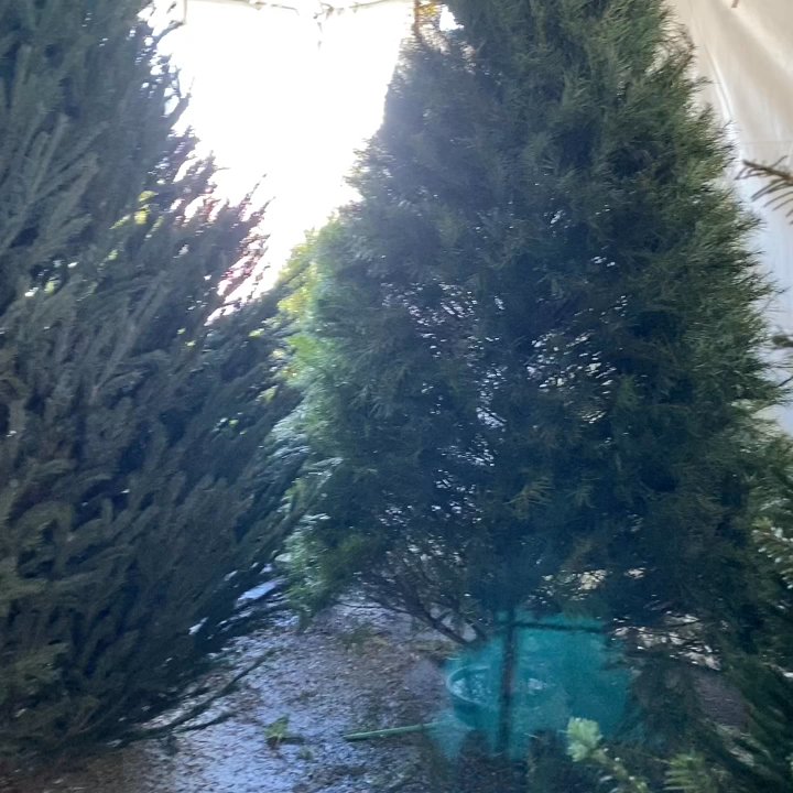 Buckelew  Christmas Trees  - Christmas Trees Near Me - Tucson, Arizona