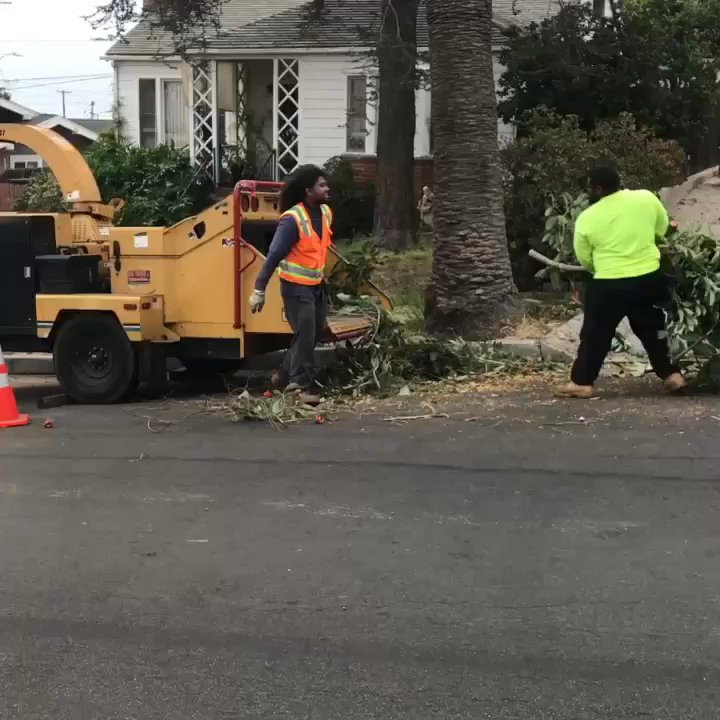 Tavite's Tree Service - Tree removal San Pedro - Tree Services Near Me