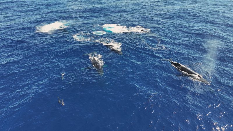 Humpback Whales in Antarctica poster