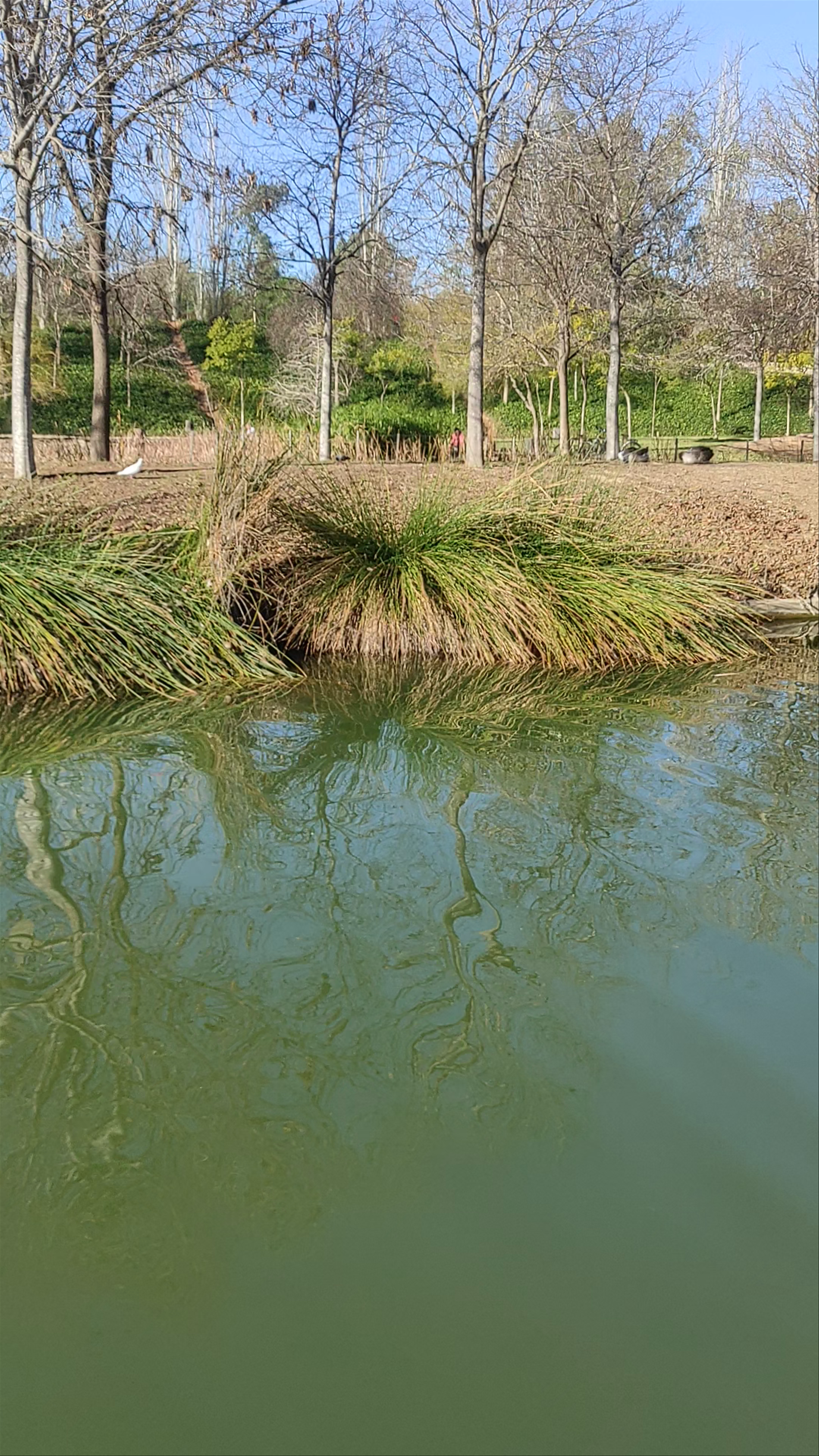 Lago del parque de Cabecera