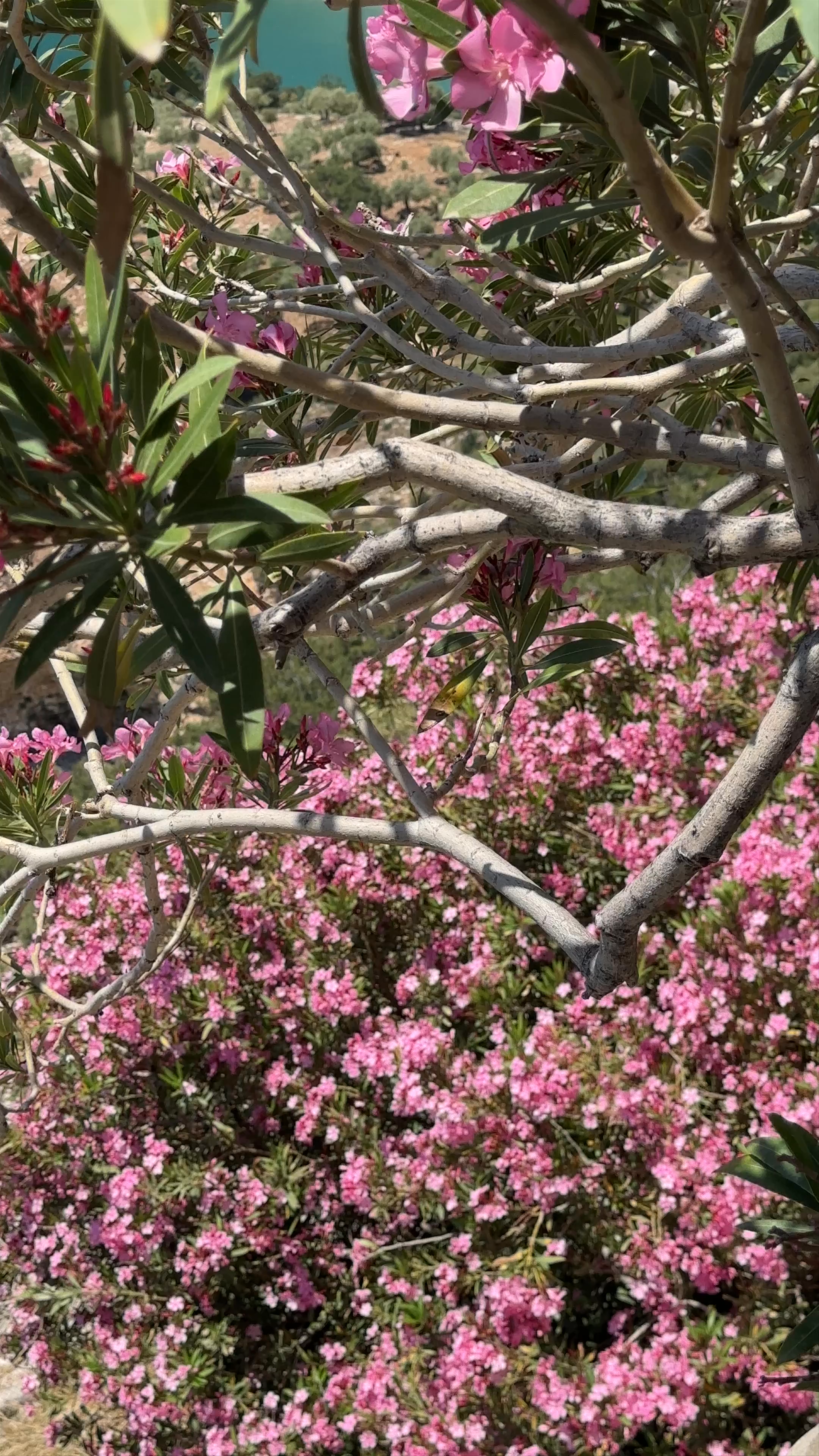 Monastery of Saint Archangel Michael: Serene Coastal Blossoms in Thasos, Greece
