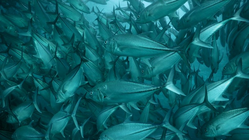 Scuba Diver in a School of Bigeye Trevally in Baja, Mexico poster