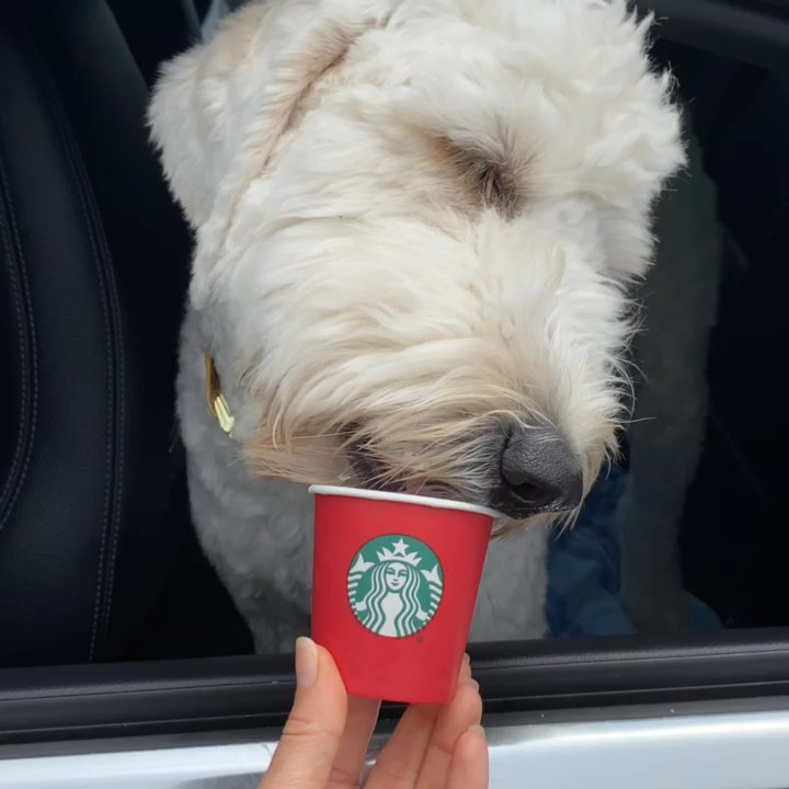 STARBUCKS - Epitome of happiness! - Coffee & Tea Near Me - Cocoa Beach, Florida