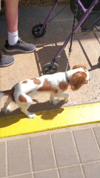 A A Comet Dog Training Services - Pet Training Near Me