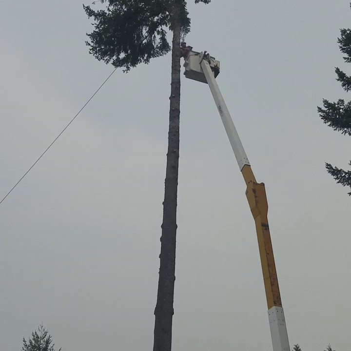 Thomas Tree Service - Tree Services Near Me