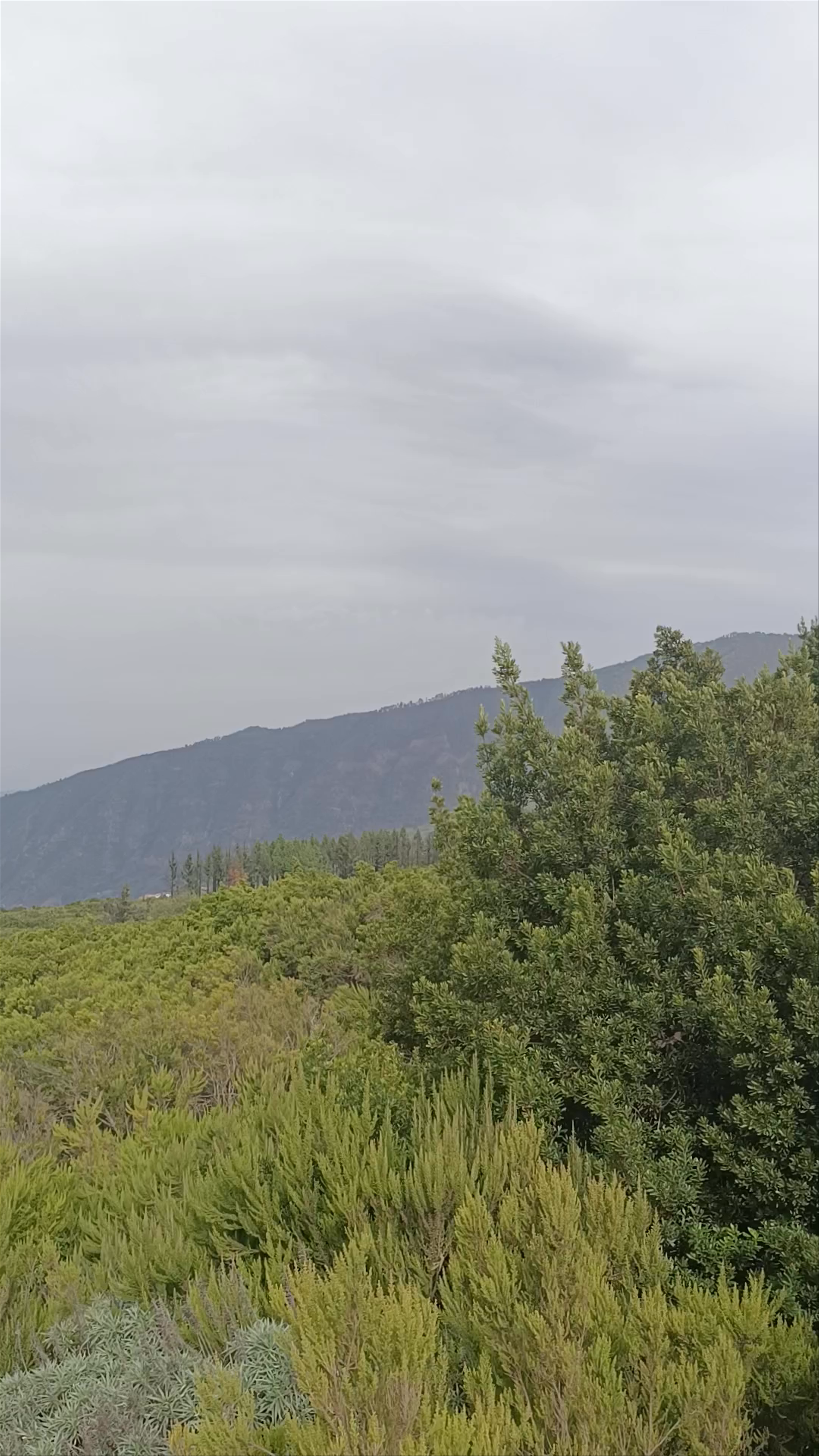 Mirador de Mataznos: Serene Views over La Orotava's Natural Splendor
