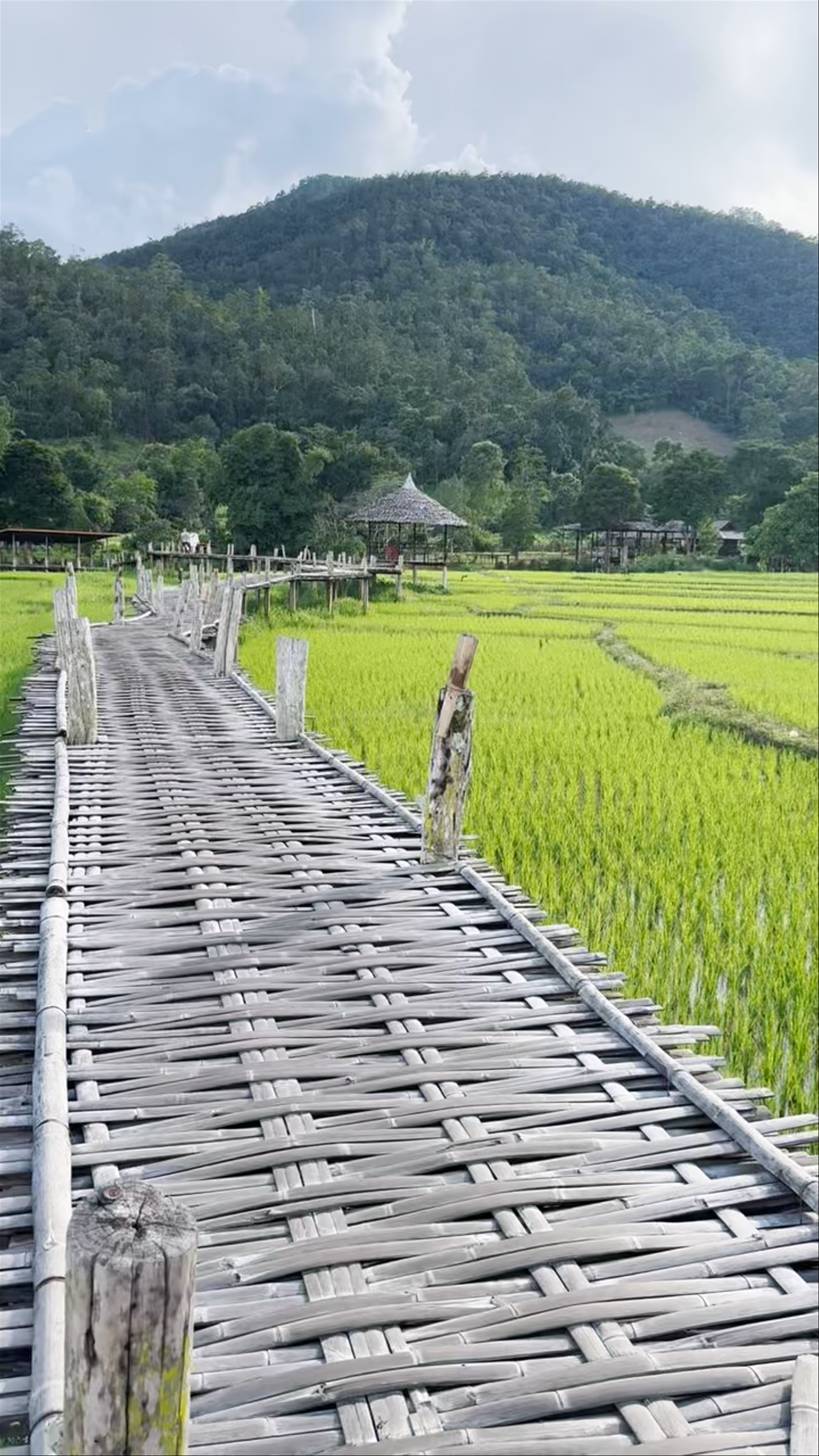 Kho Ku So Bamboo Bridge: A Scenic Walk Amidst Lush Rice Fields in Northern Thailand