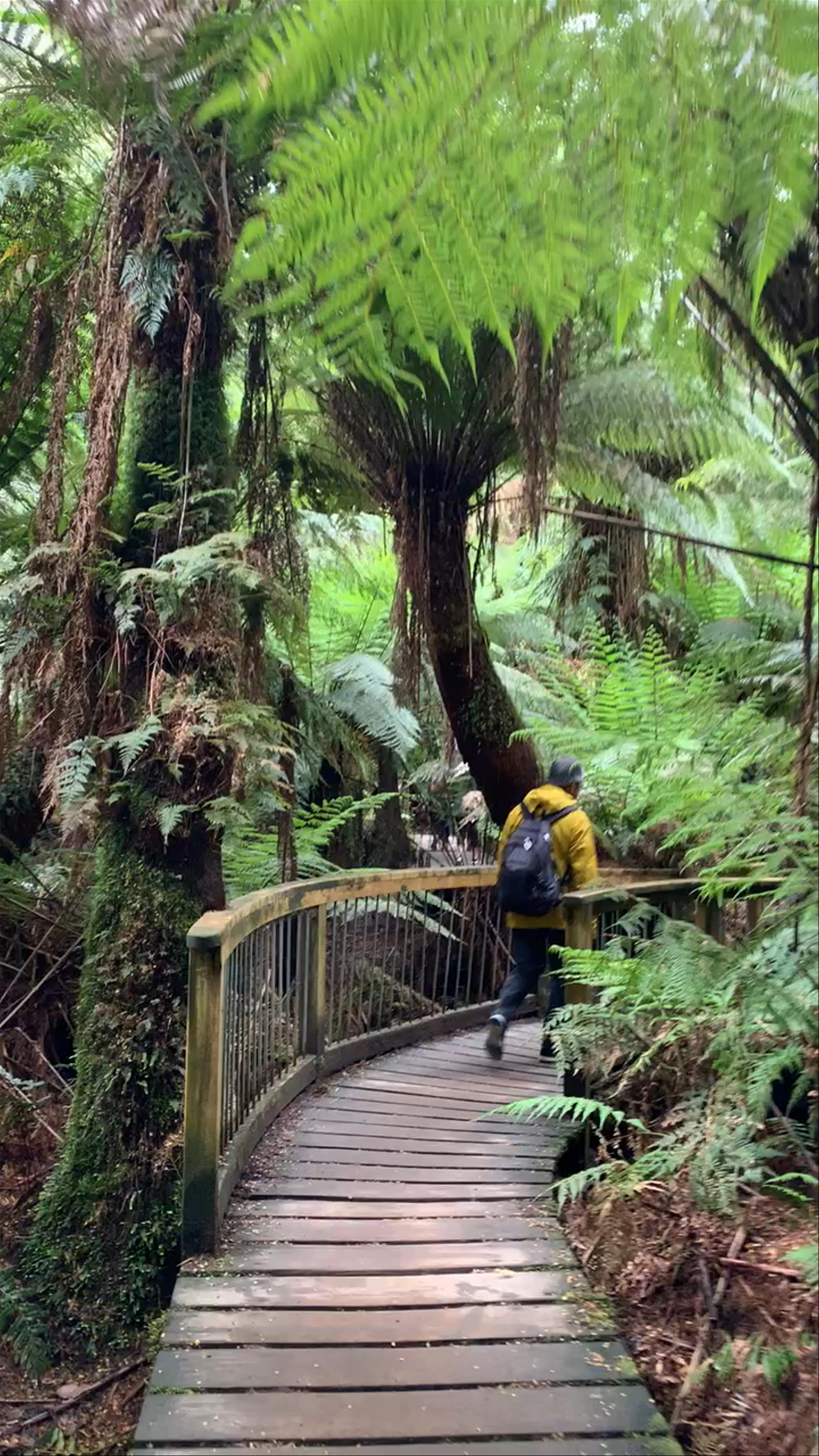Maits Rest Rainforest Walk: Immerse in Ancient Cap Otway Wilderness