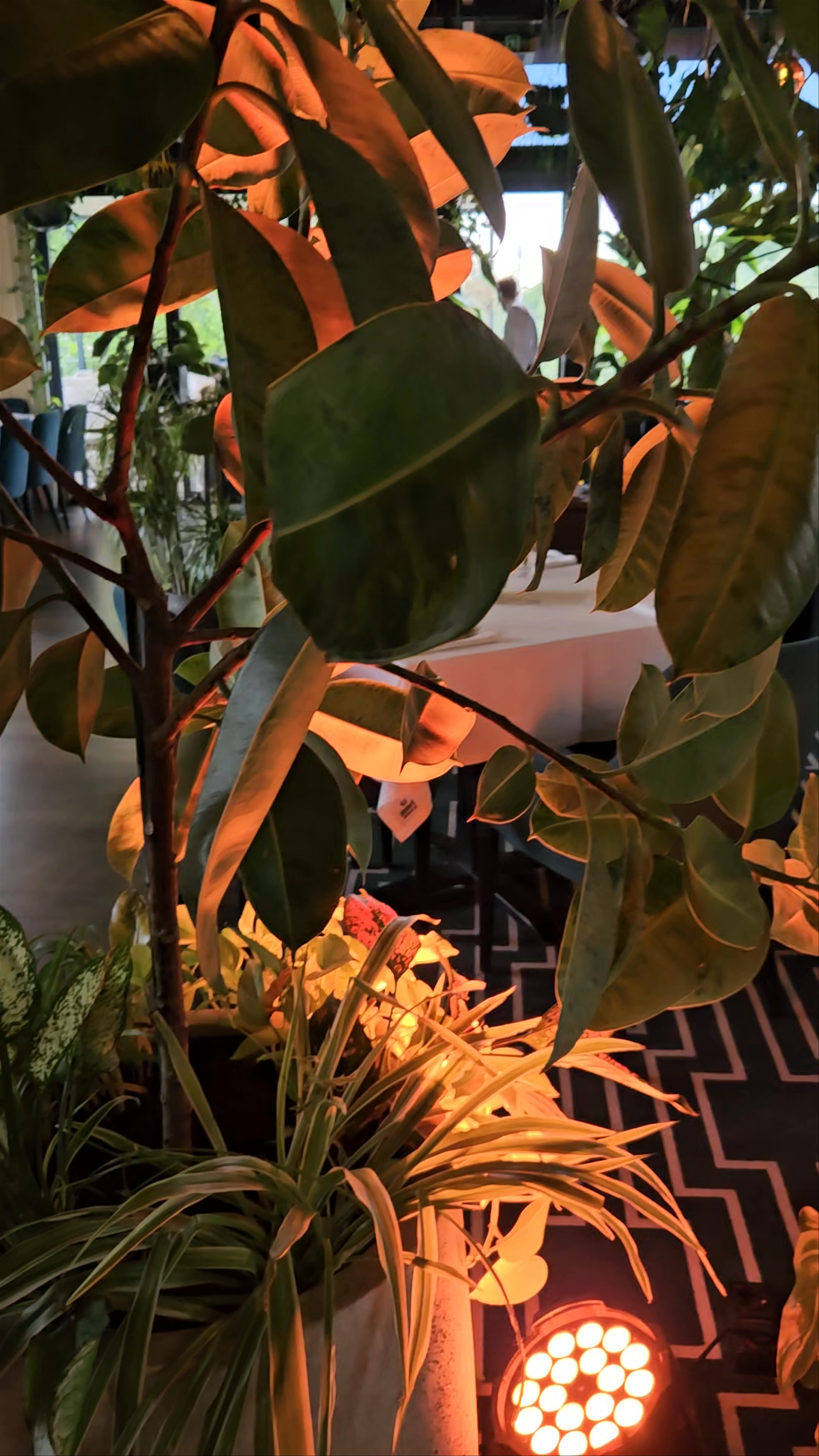 Botanic by Armonia: A Green Escape in Oradea's Heart