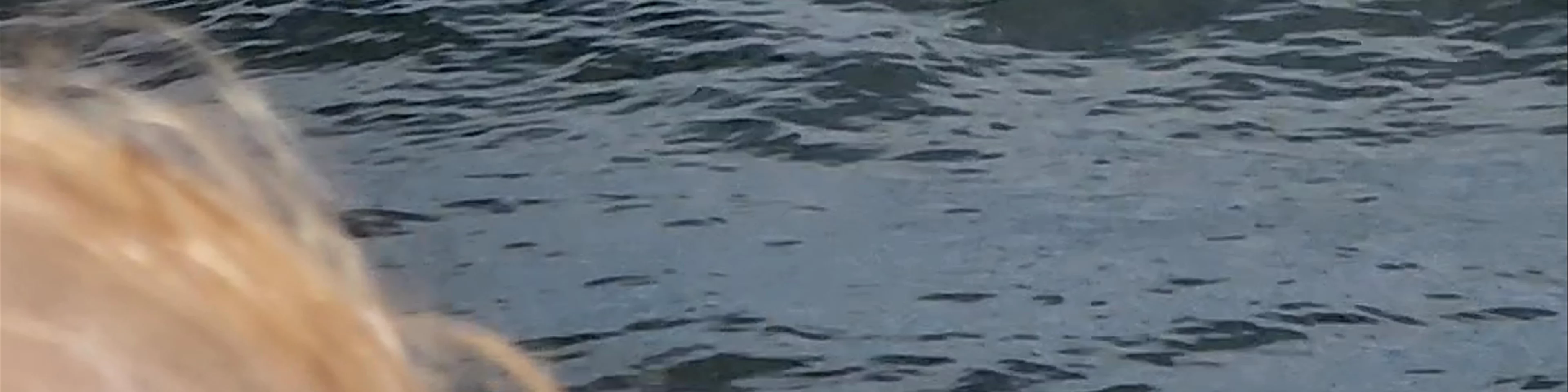 7 Seas Whale Watch