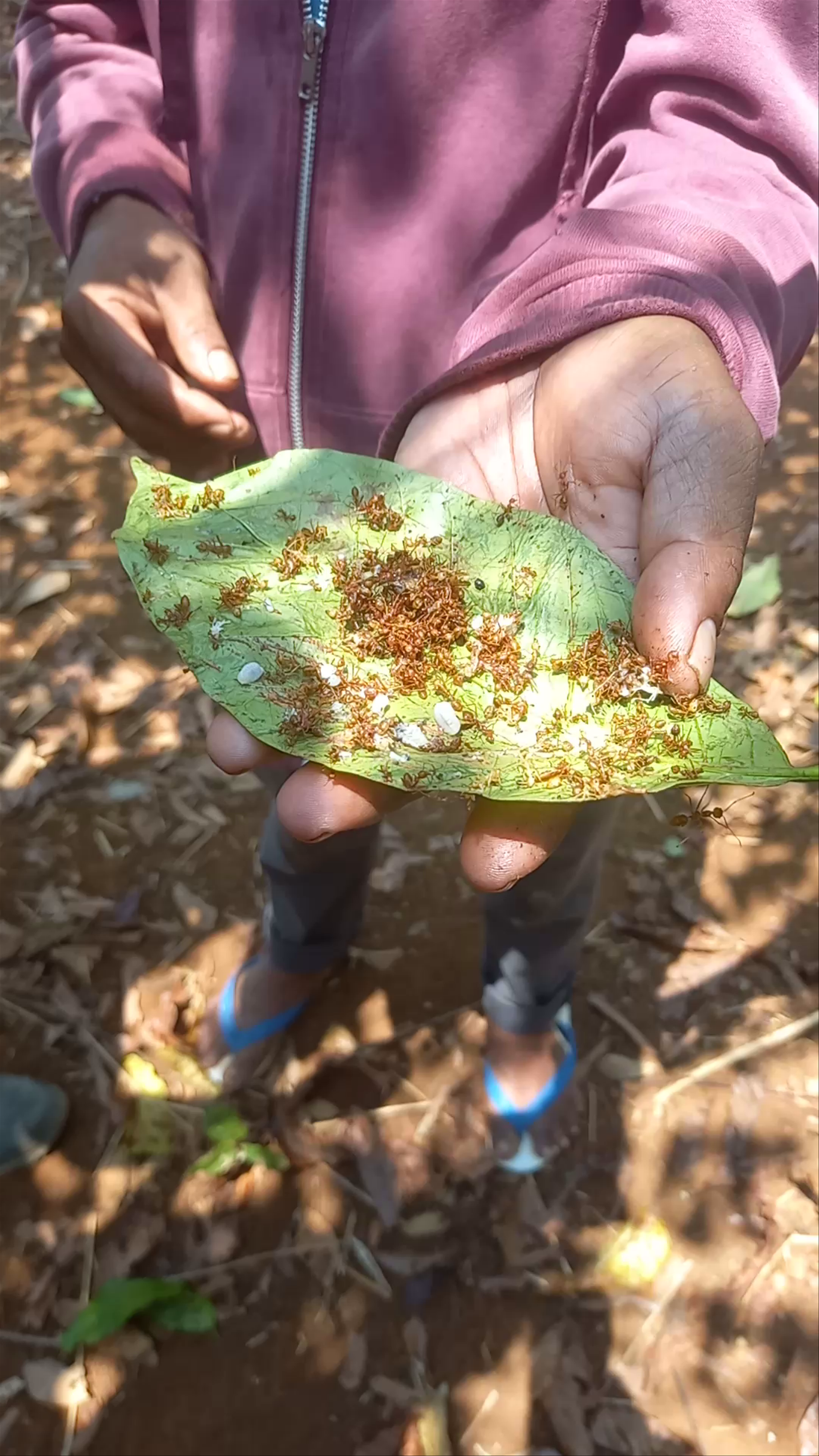 Mr Vieng Coffee homestay