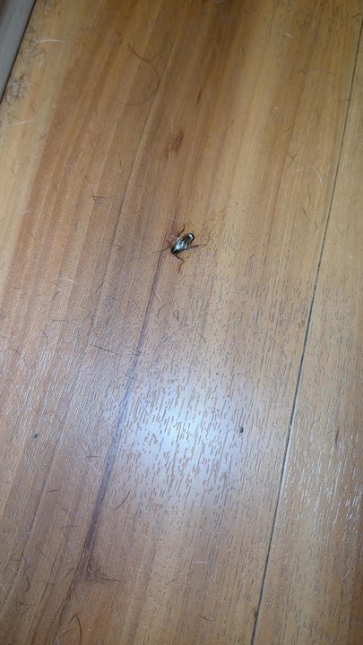 Motel 6 - Looks clean on the surface but lo and behold they have cockroaches!! 10/19/25 wouldn't recommend staying here. - Hotels Near Me - Colby, Kansas