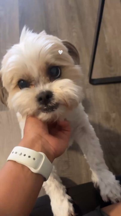 Paw Palace - Im always nervous when going to a new groomer but they did a great job on my dog Cooper :) - Pet Groomers Near Me - Henderson, Nevada