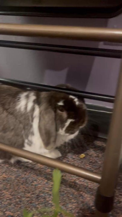 Cuddle Bunny Too - Pet Boarding Near Me - Schaumburg, Illinois