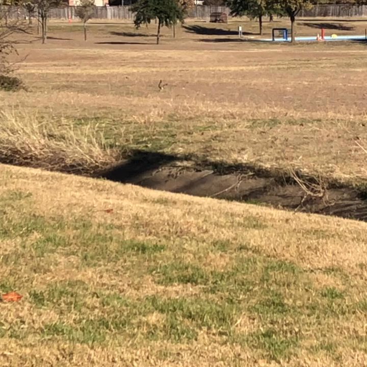 Heritage Square Apartments - Roadrunner near the apartments. - Apartments Near Me - Waco, Texas
