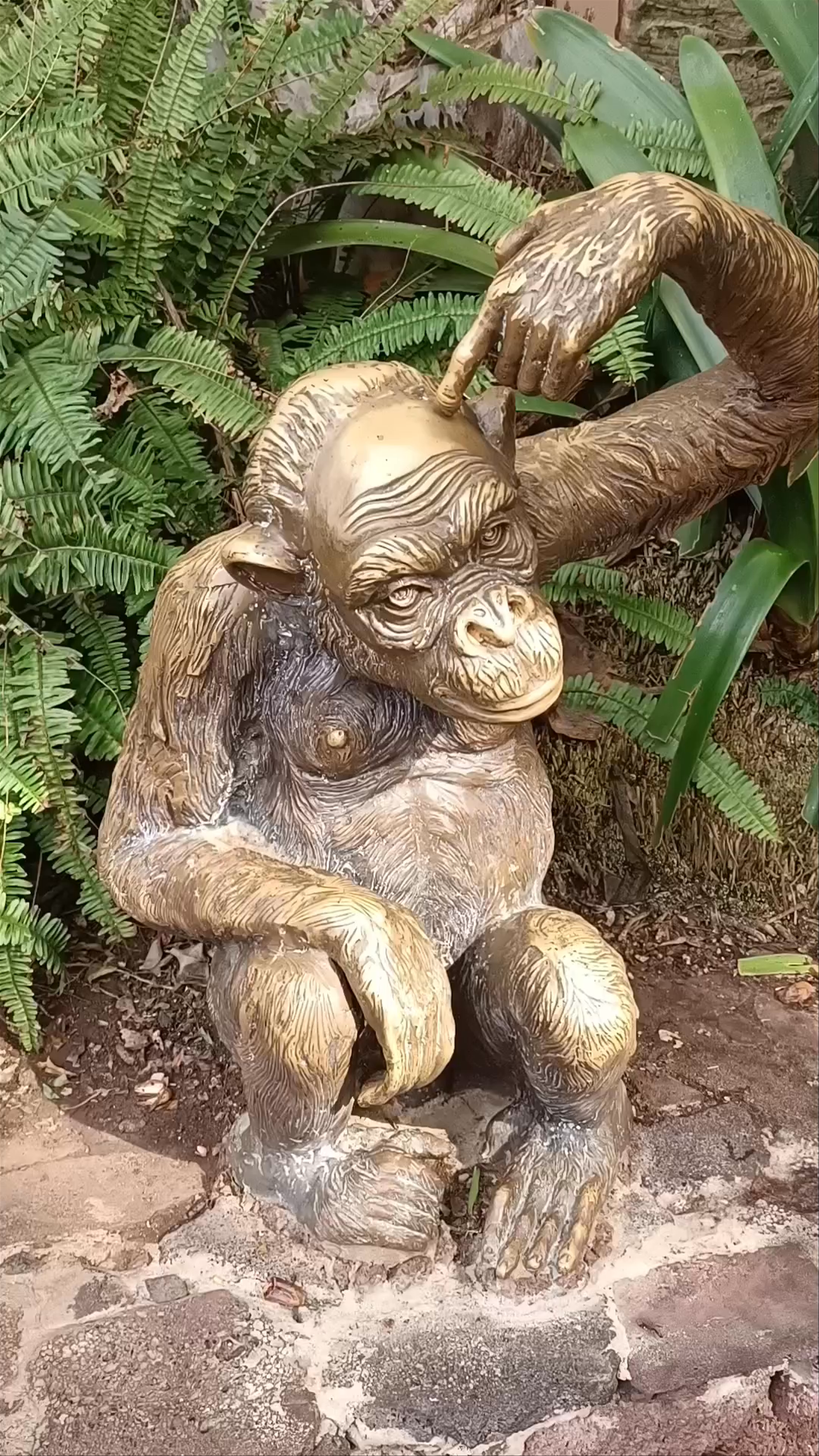 Enchanting Chimpanzee Habitat at Chimpland, Puerto de la Cruz