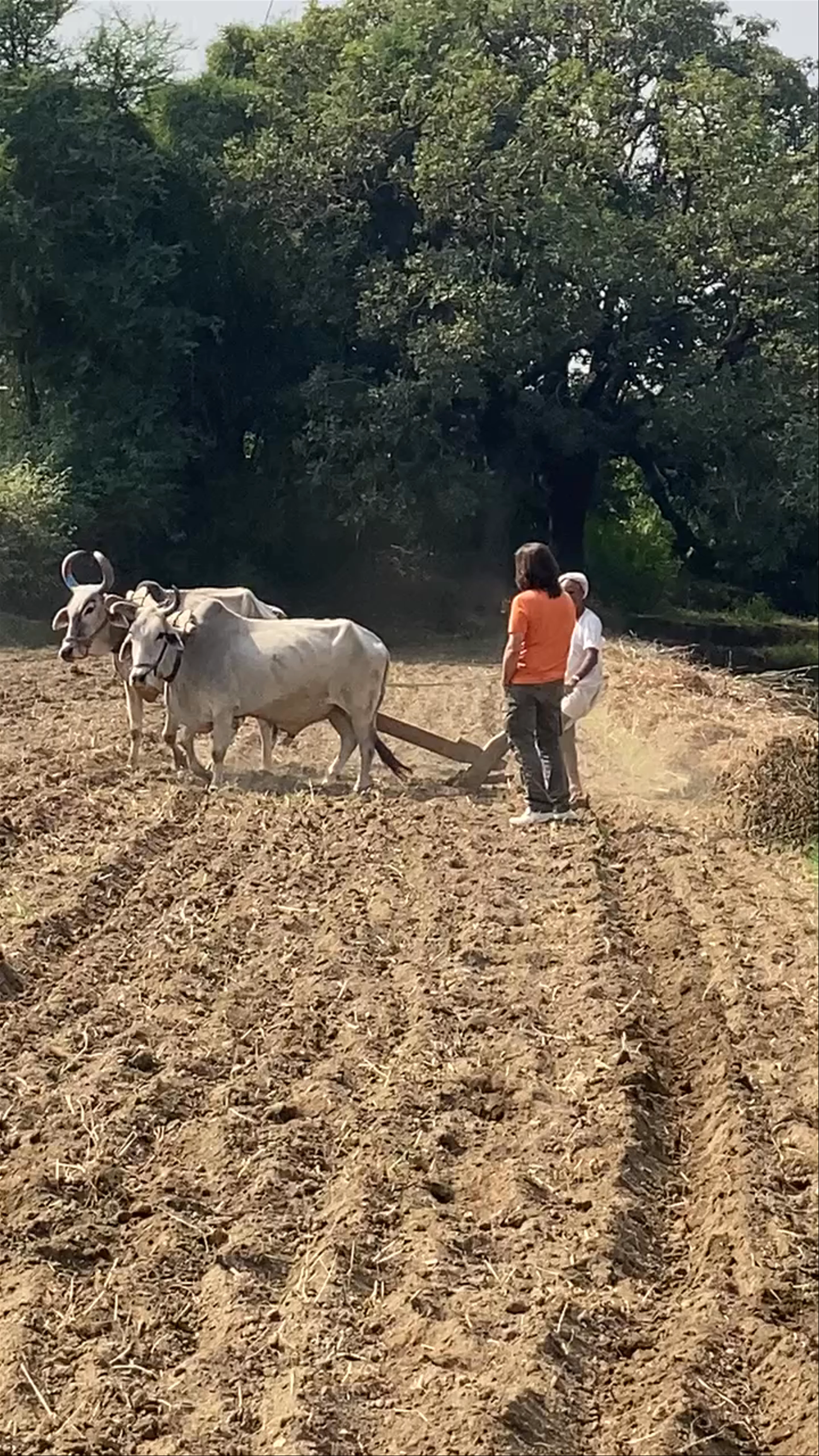 Palri, Rajasthan
