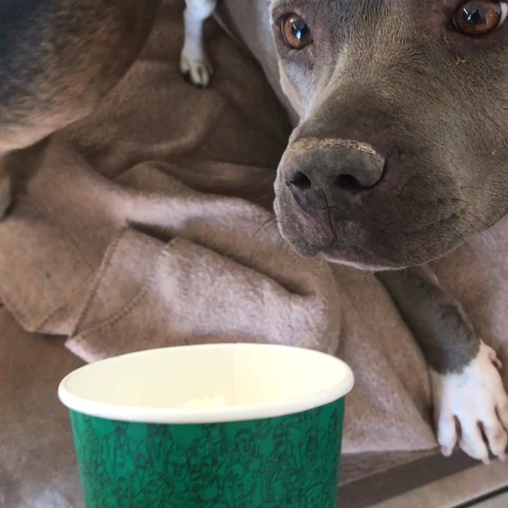 North Paws Ranch - Pet Boarding Near Me