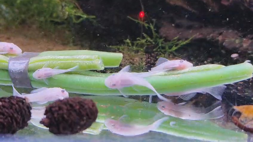 Snow White Bristlenose pleco babies short fin