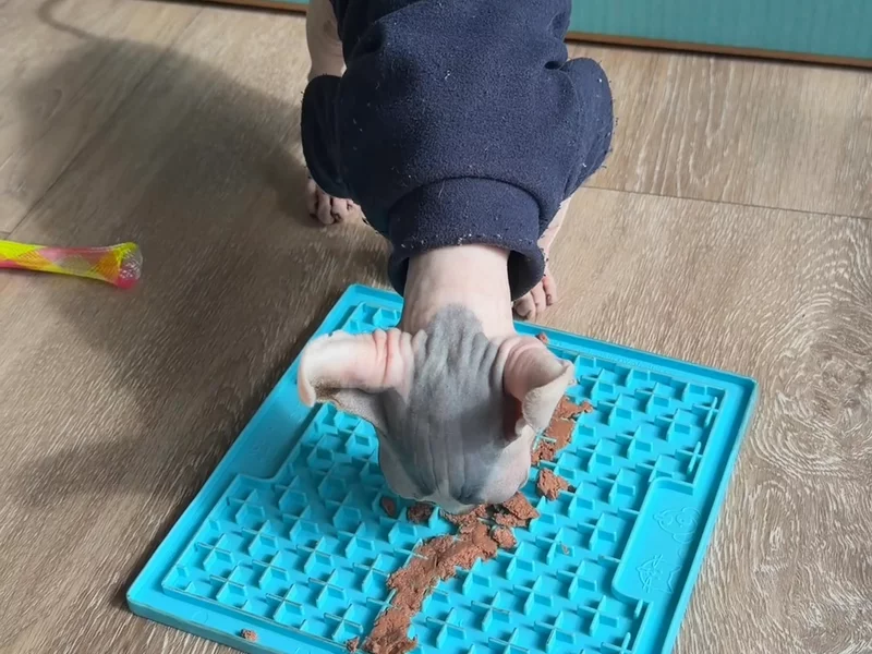Pet circle