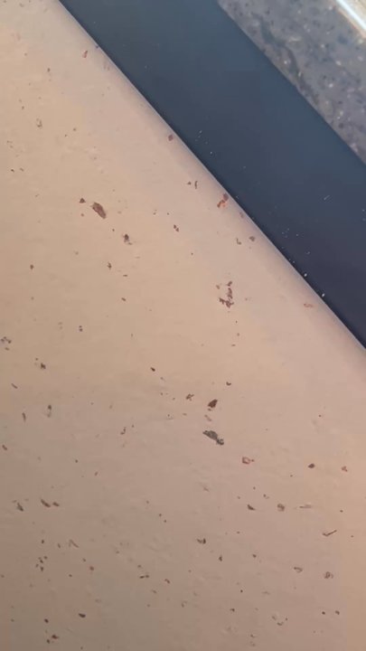 Taco Bell - Ants everywhere - Fast Food Near Me - Augusta, Kansas