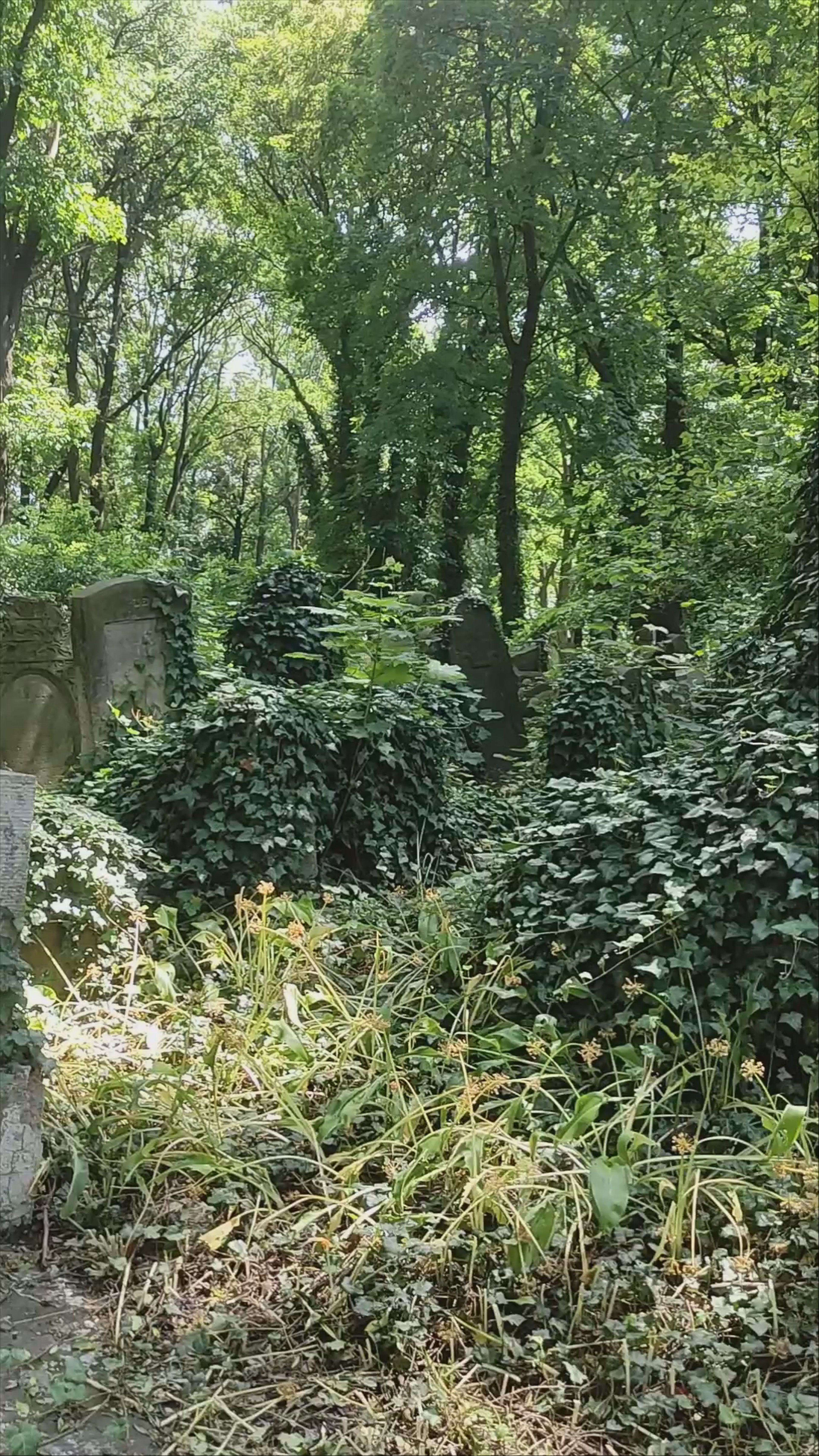 Krakow New Jewish Cemetery