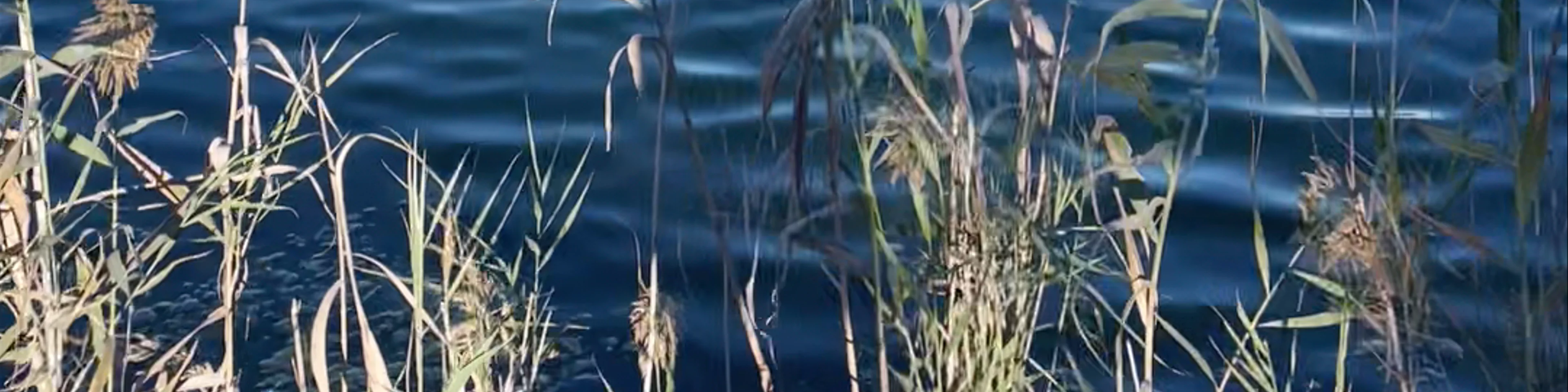 Albufera de Valencia