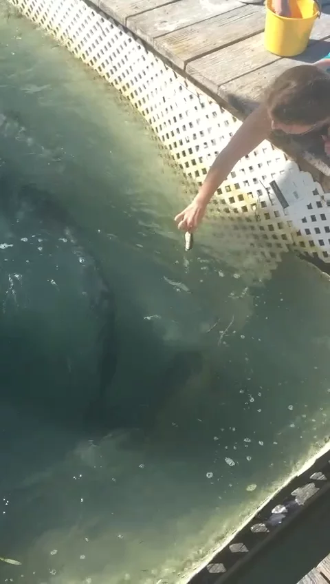 Robbie's Marina - Giant Tarpon 