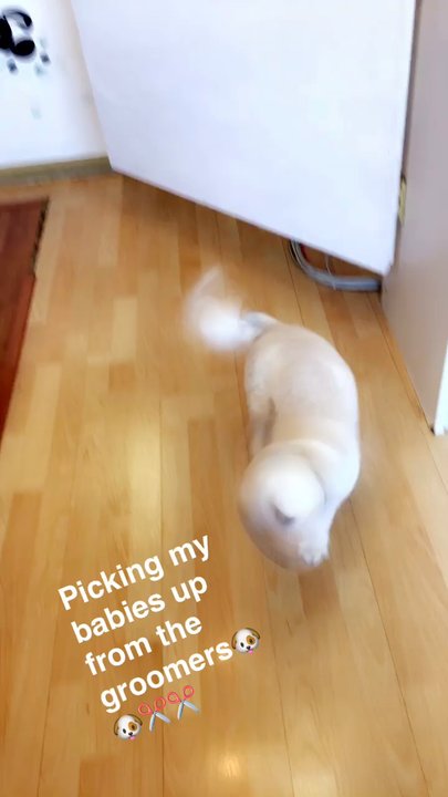 Puppy 4 U - Pet Groomers Near Me - Los Angeles, California