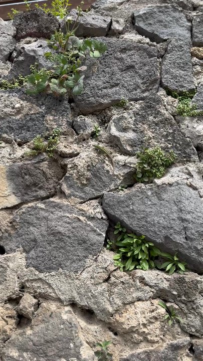 Pompeii Ruins - Little lizards live around the edges of the archaeological park - Landmarks & Historical Buildings Near Me - Pompei, NA
