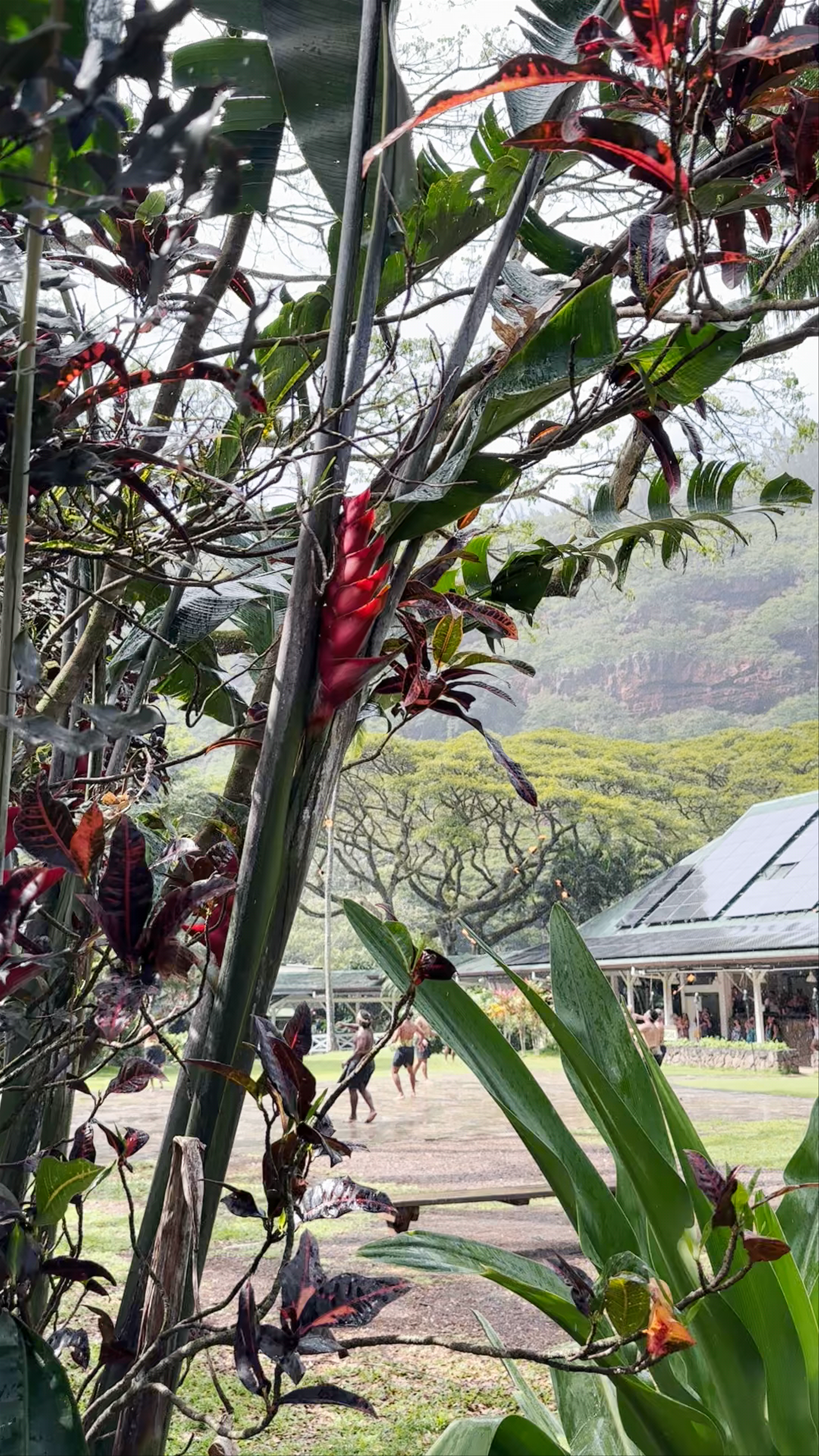 Waimea Valley: Experiencing Hawaiian Culture and Nature in Haleiwa