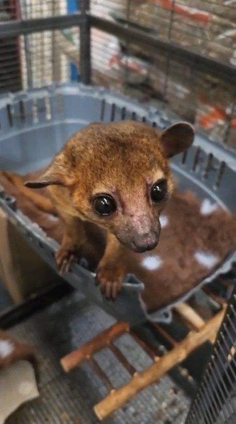 Young male kinkajou