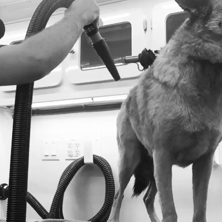 Dapper Dog Grooming Co. - Pet Groomers Near Me - Franklin, Tennessee