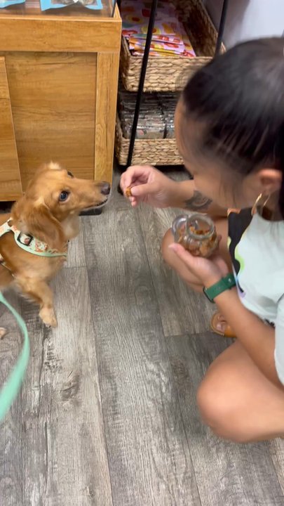Dis-and-Bark - Pet Stores Near Me - Aiea, Hawaii