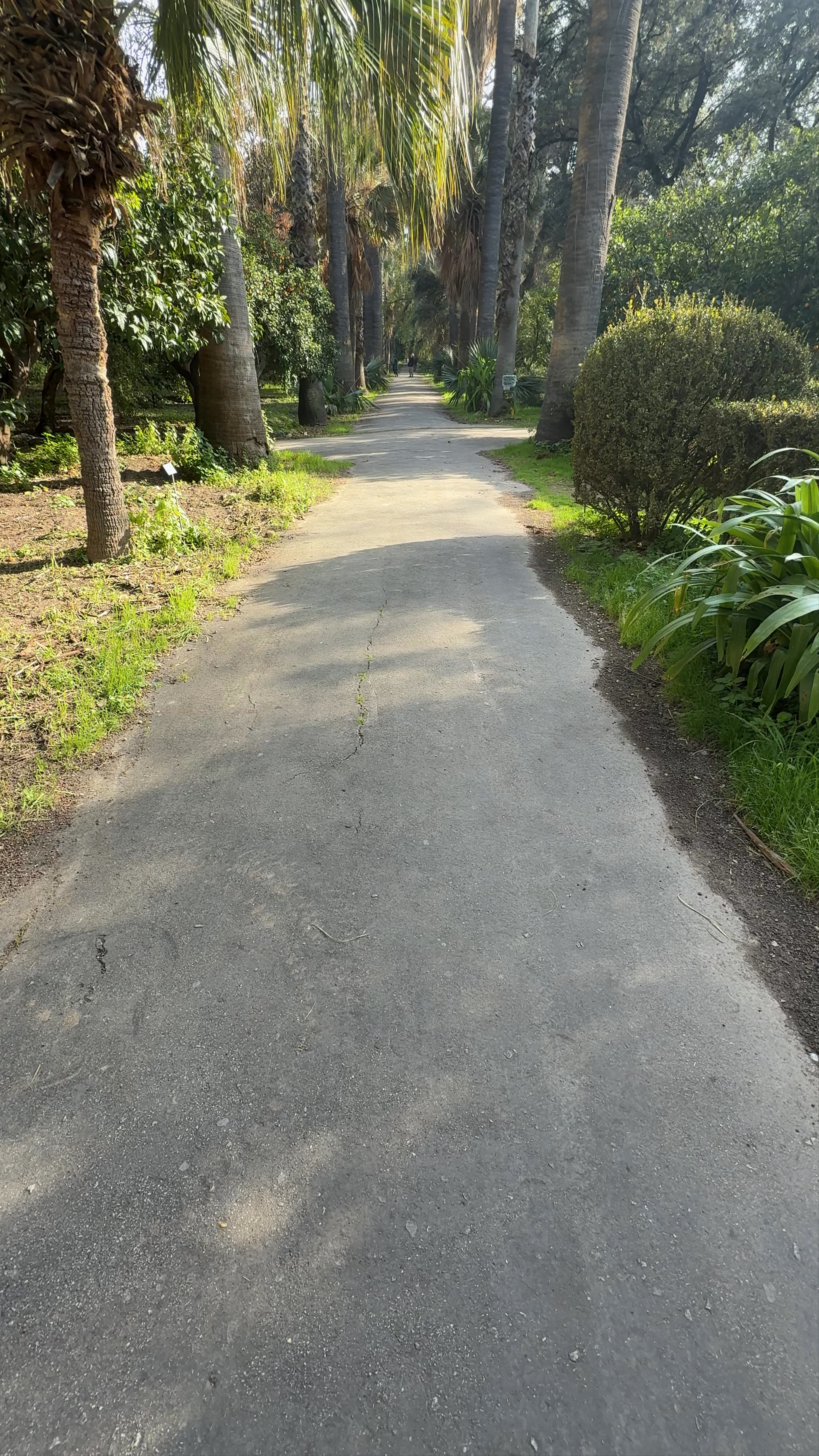 Orto Botanico di Palermo