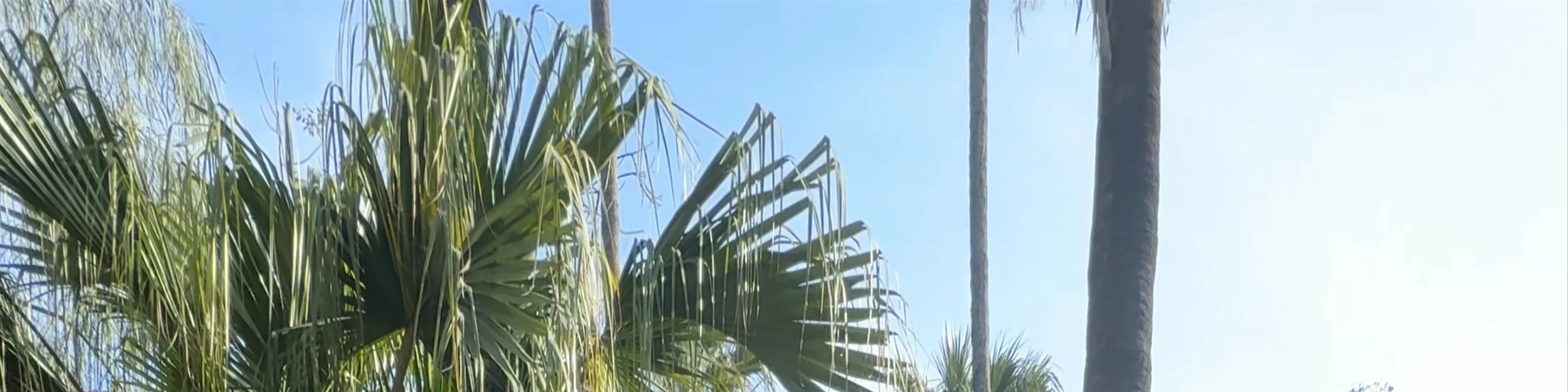 Orto Botanico di Palermo