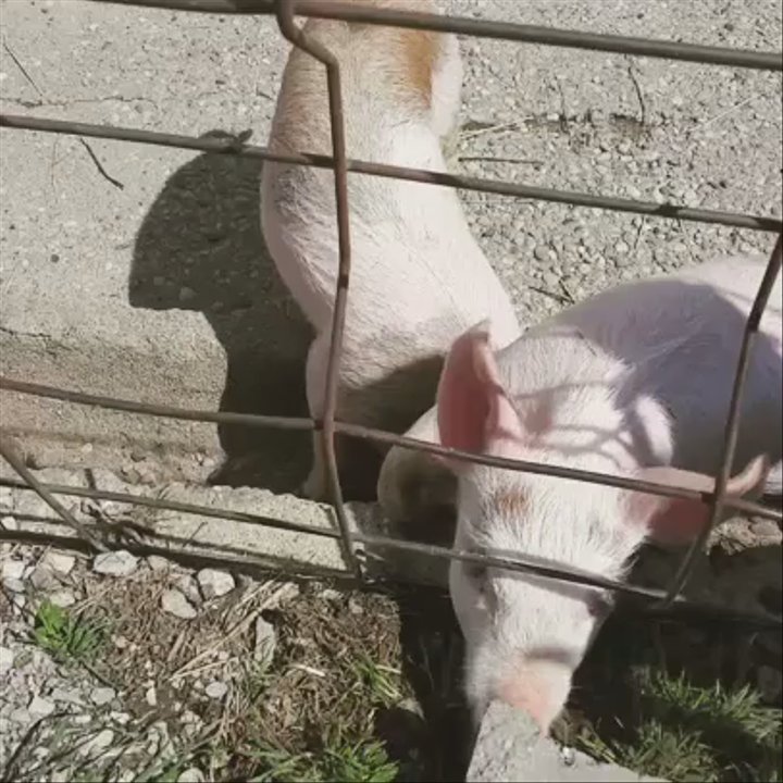 Gorman Heritage Farm - Farms Near Me - Evendale, Ohio