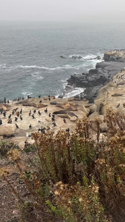 Children's Pool - Beaches Near Me - La Jolla, California