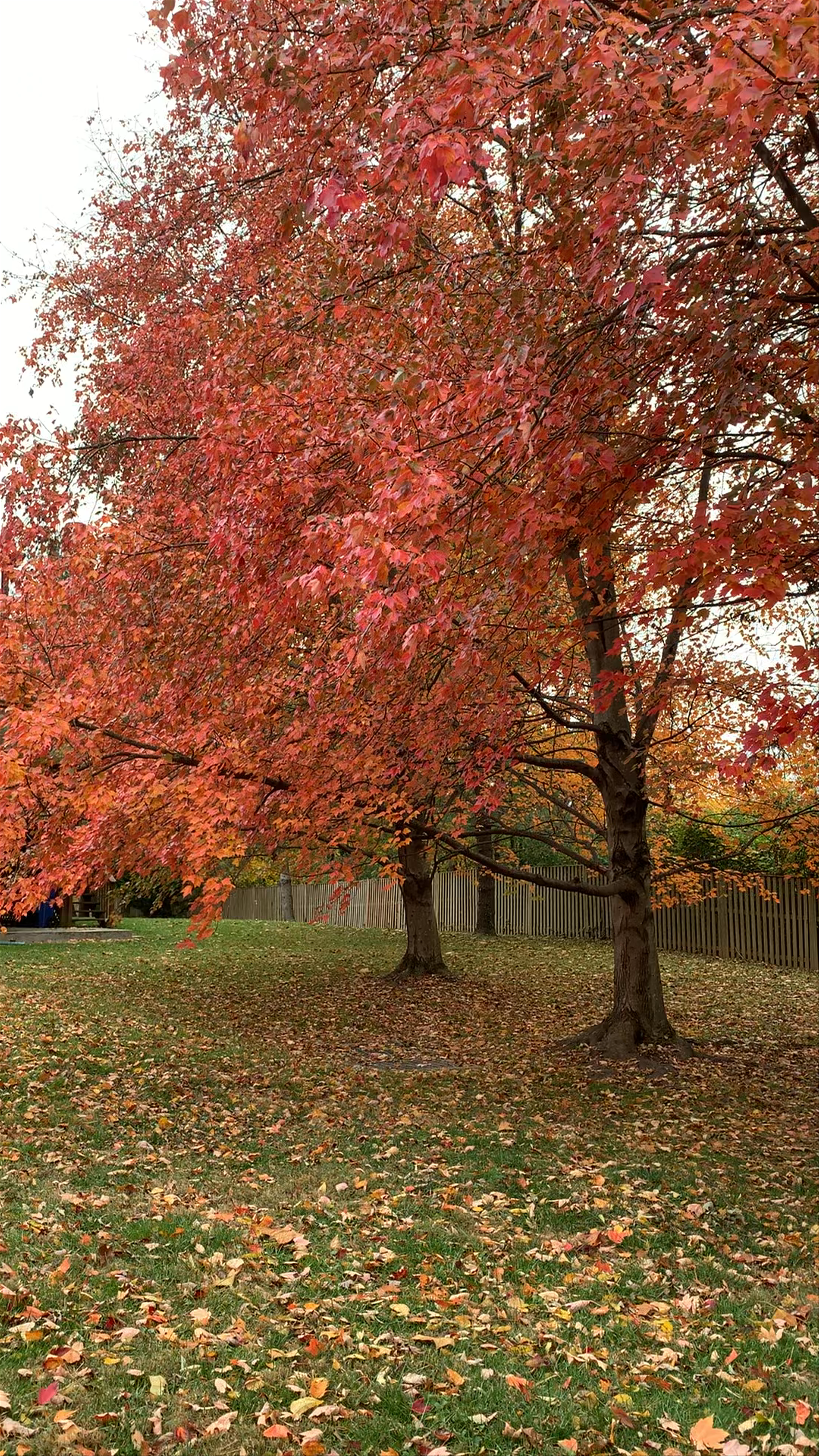 Capital Crescent Trail