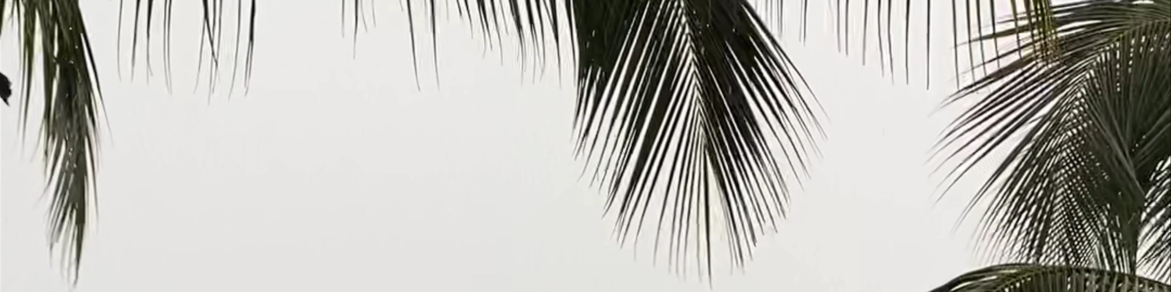 Palm Beach Hôtel