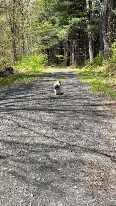 Auerfarm - Tired, in cautious control, but all dogs are to be leashed. - Hiking Near Me - Bloomfield, Connecticut