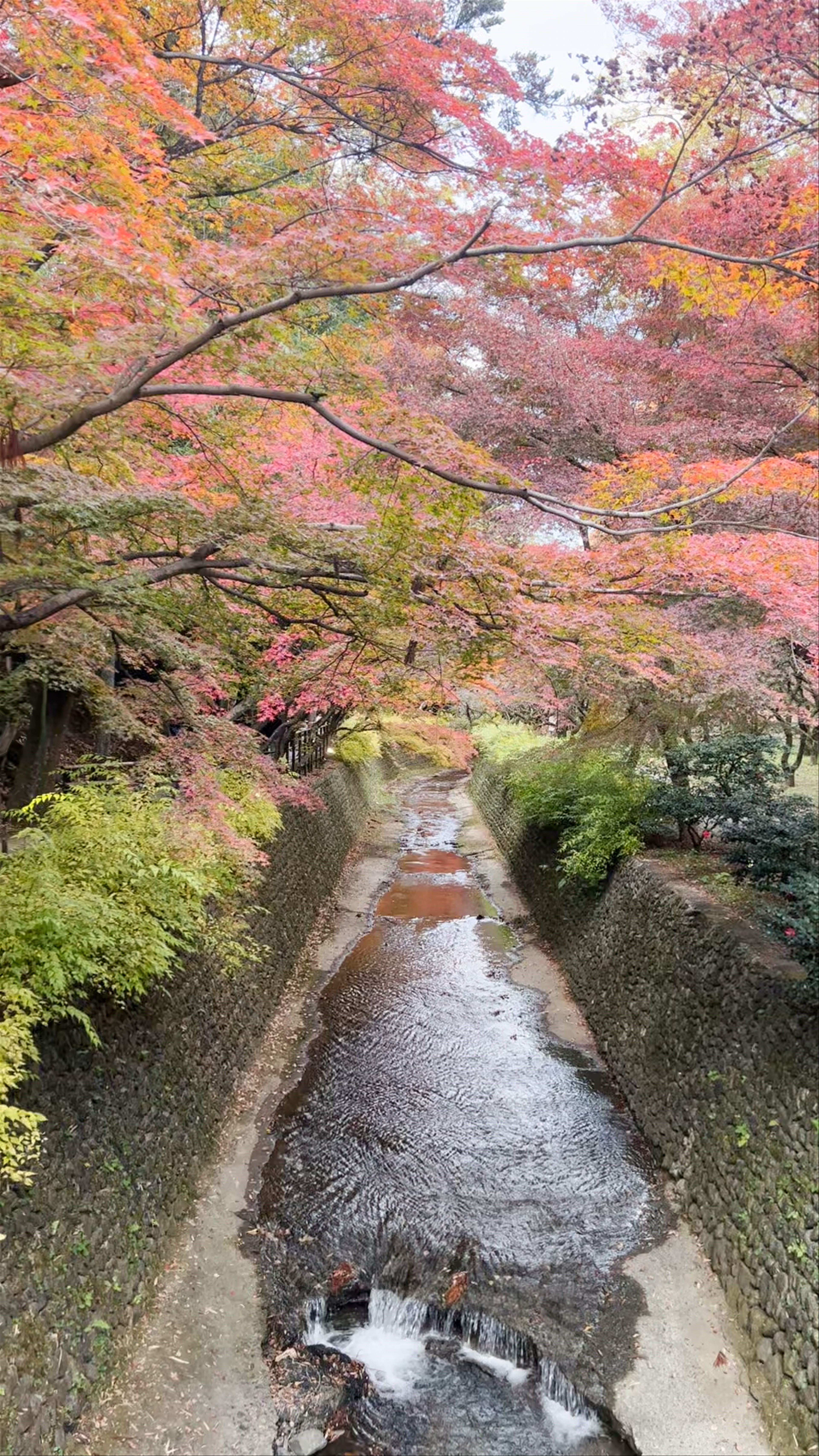 Autumn Serenity at Kitano Tenmangu Shrine, Kyoto